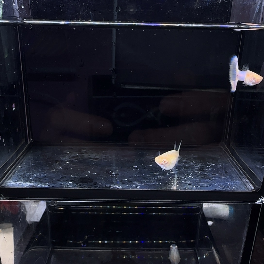 孔雀鱼拉珠利幻彩白子一对