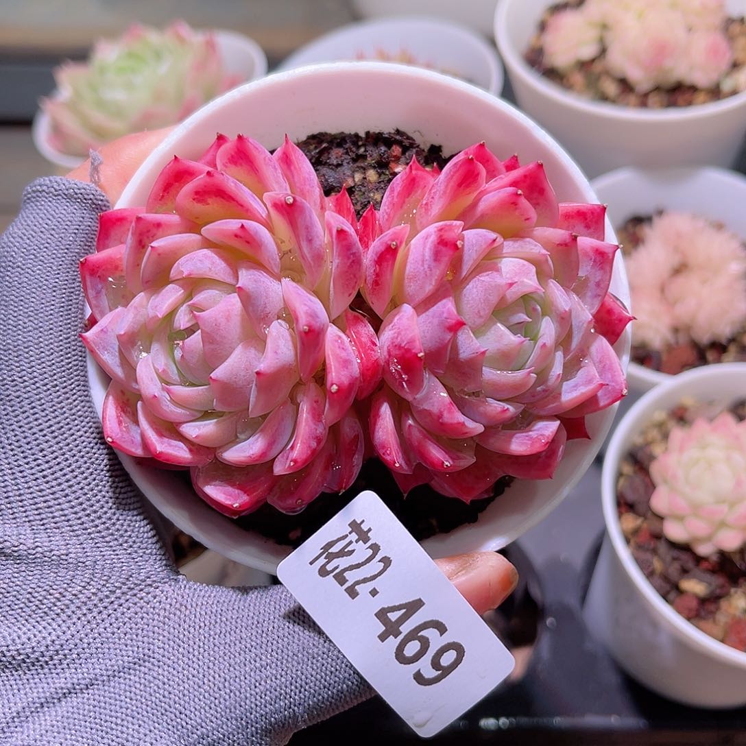 花22-469孤星双头