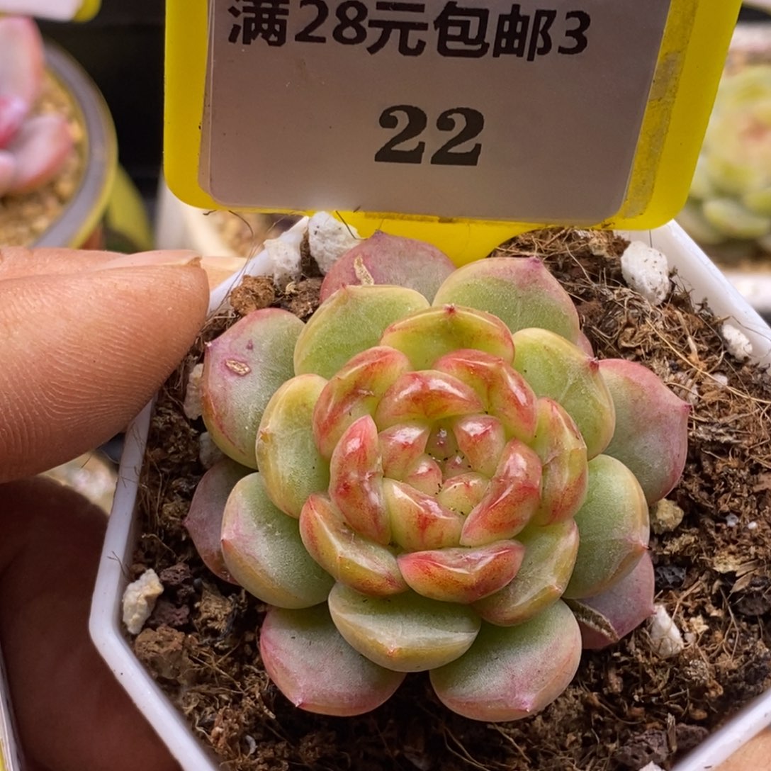 322冰糖珍妮福利