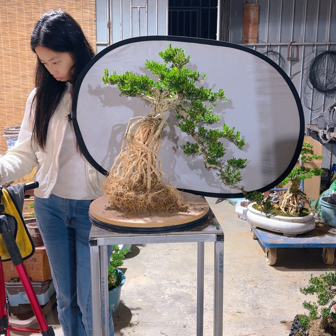 金***馆无花朵广东雀舌皱皮黄杨