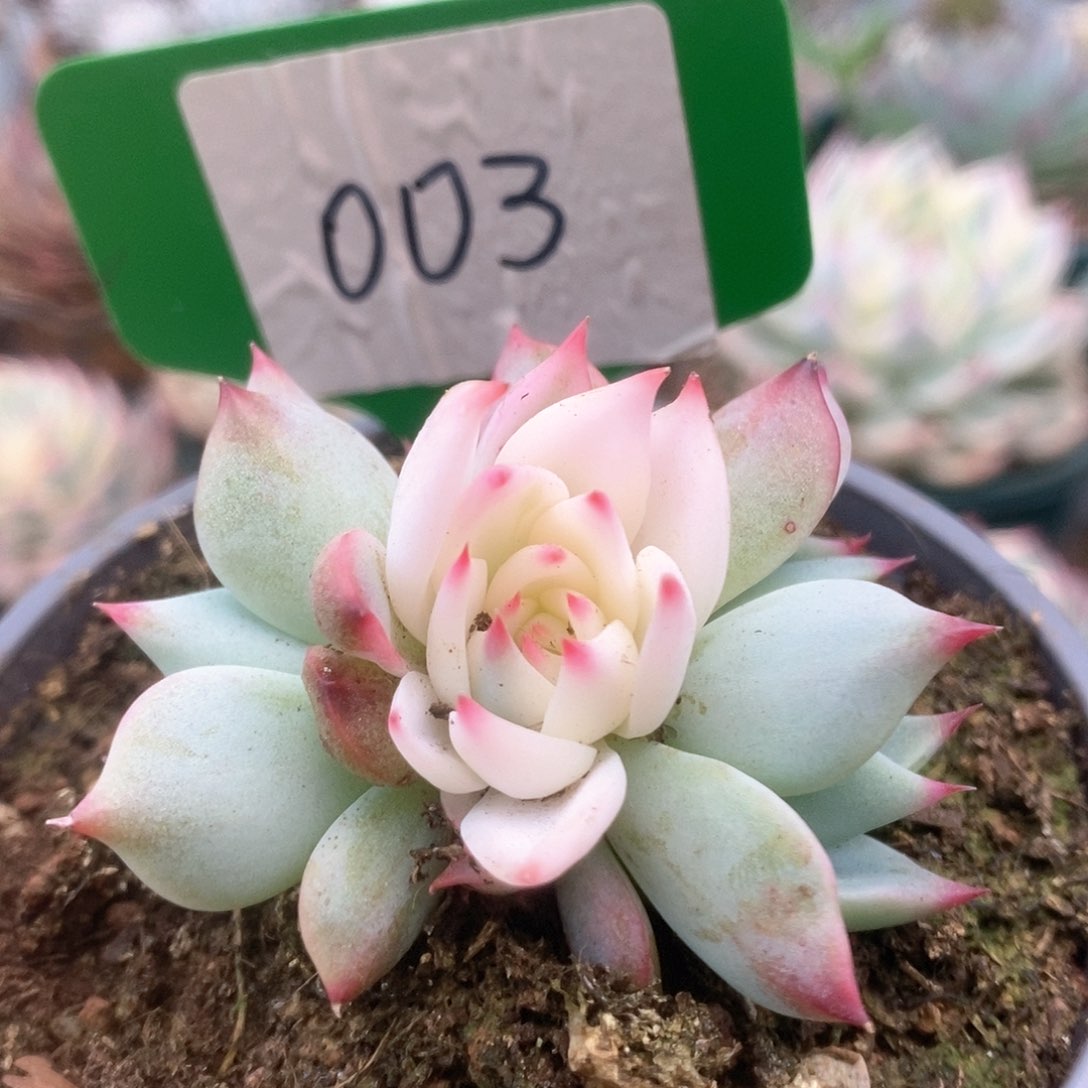 003锦锦锦锦锦锦锦锦