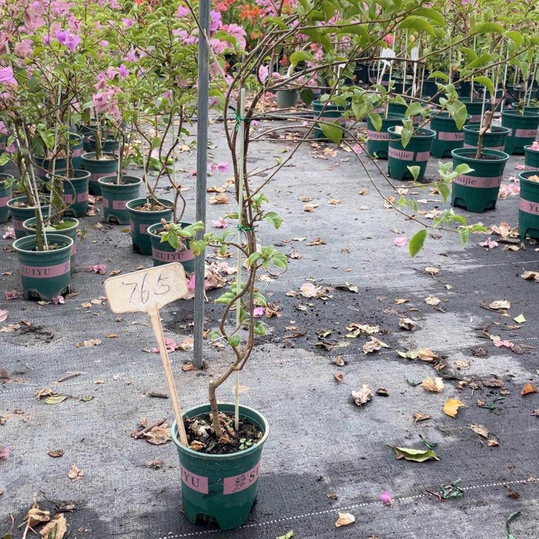 梦***然大量花朵（建议范围：8朵-15朵 或40%以上）巴西紫765