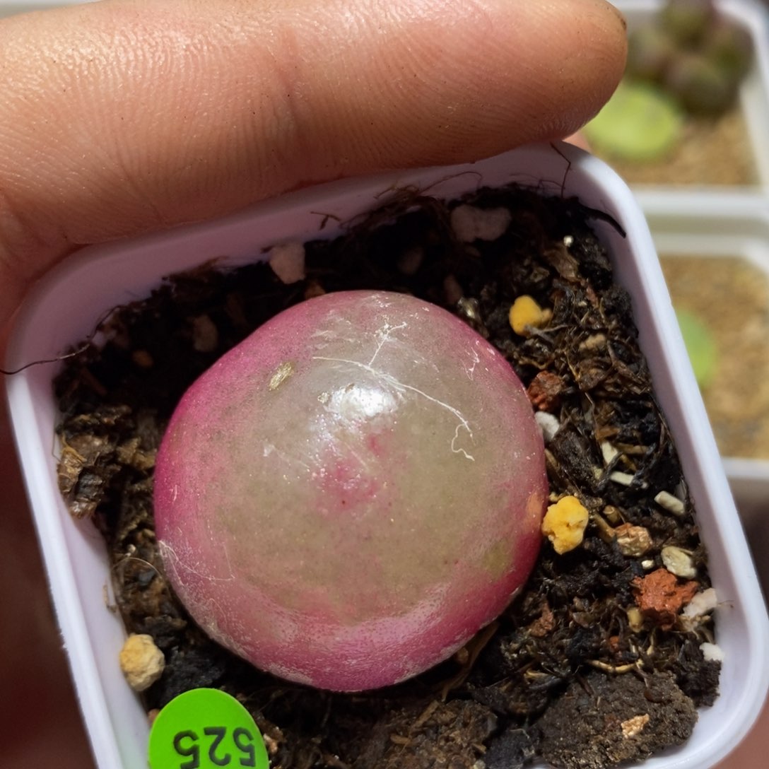 灯泡3.1可带盆多肉植物525
