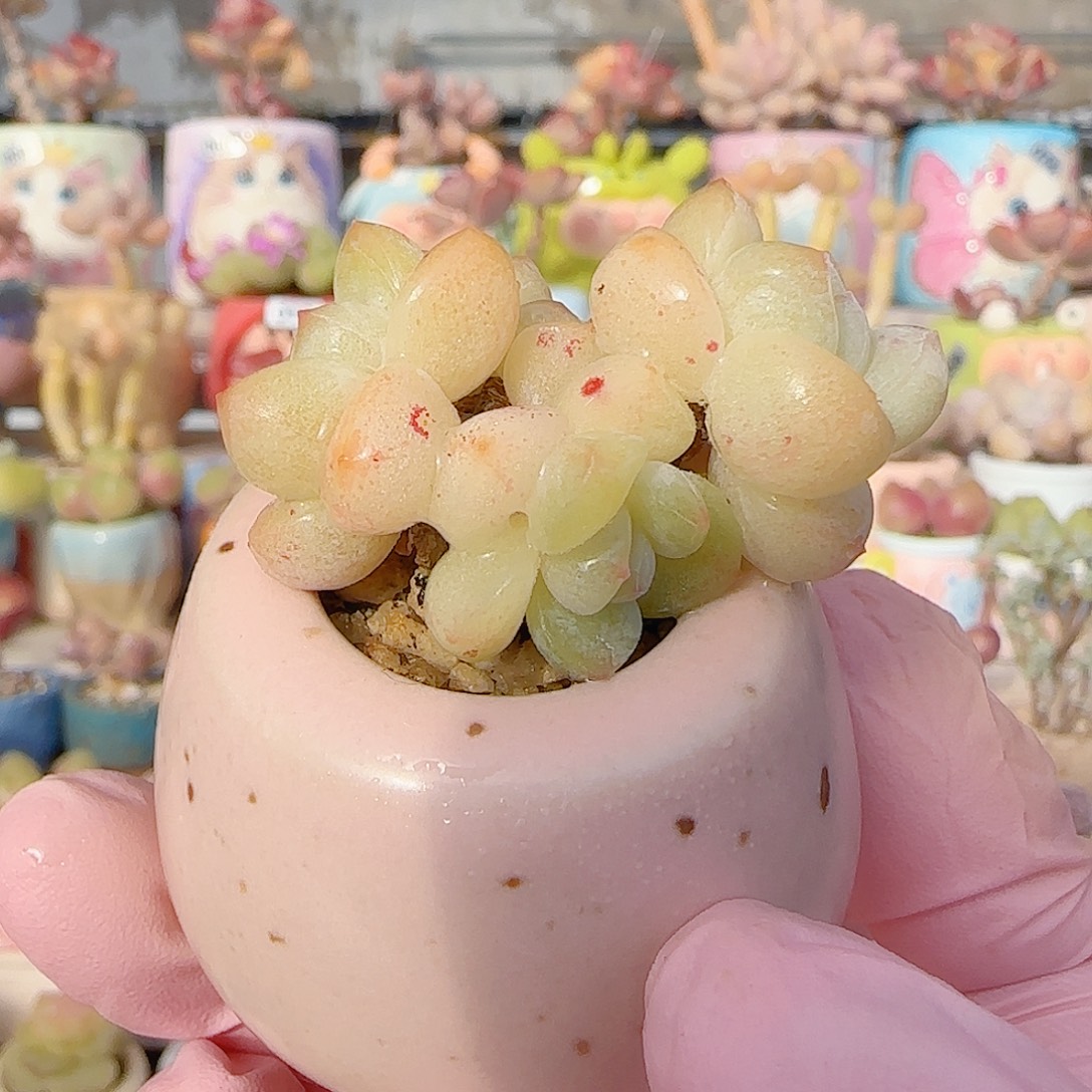 飘枝奶油冰玉 盆口3cm