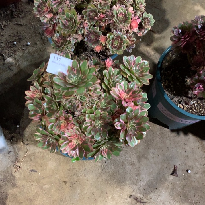 春***。136.137黑膜锦多肉植物特价