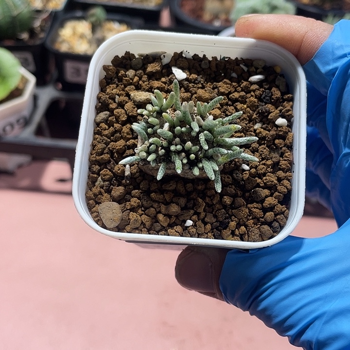 530韧锦块根植物，