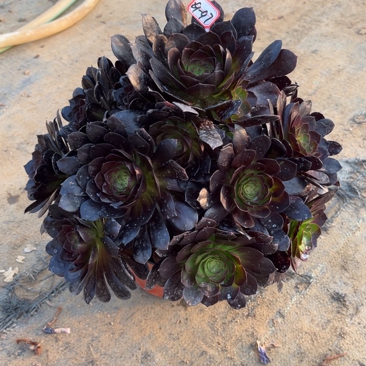 29-97赤焰莲多肉植物