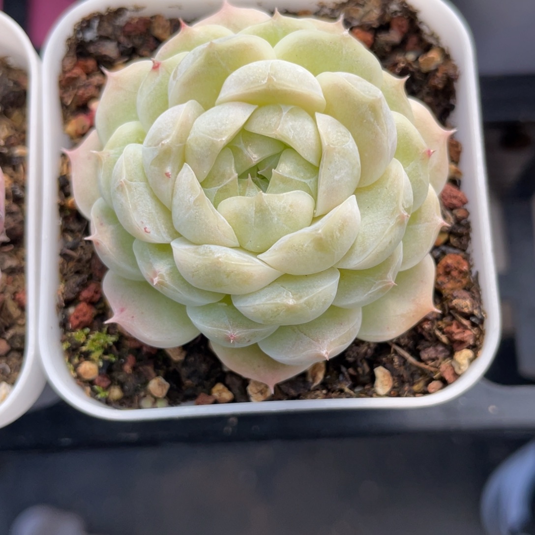 k***n优选女王多肉福利2592