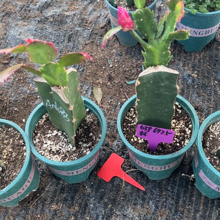 敬***活53号083三色复色大花重瓣