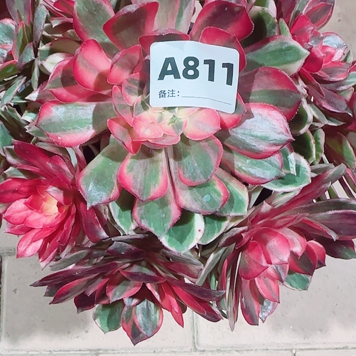 蓉***811，黑膜棒棒糖手捧