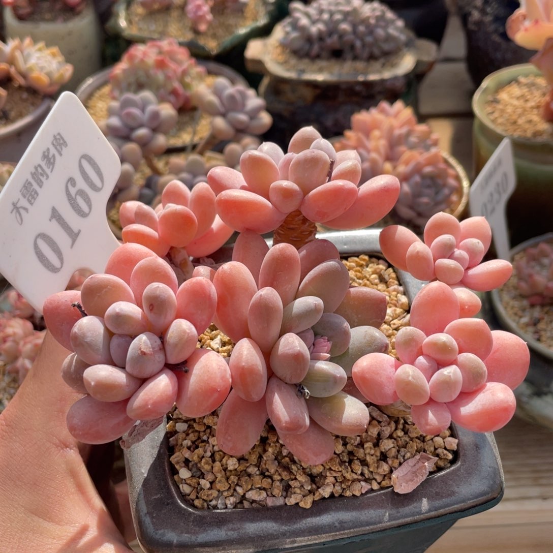 0160香玉不带盆12厘米