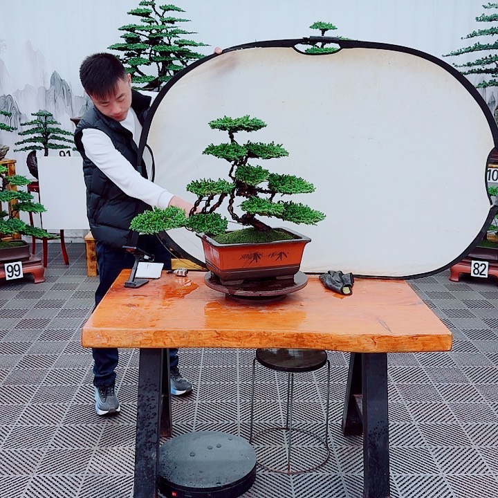 无花朵松柏盆景，一物一拍