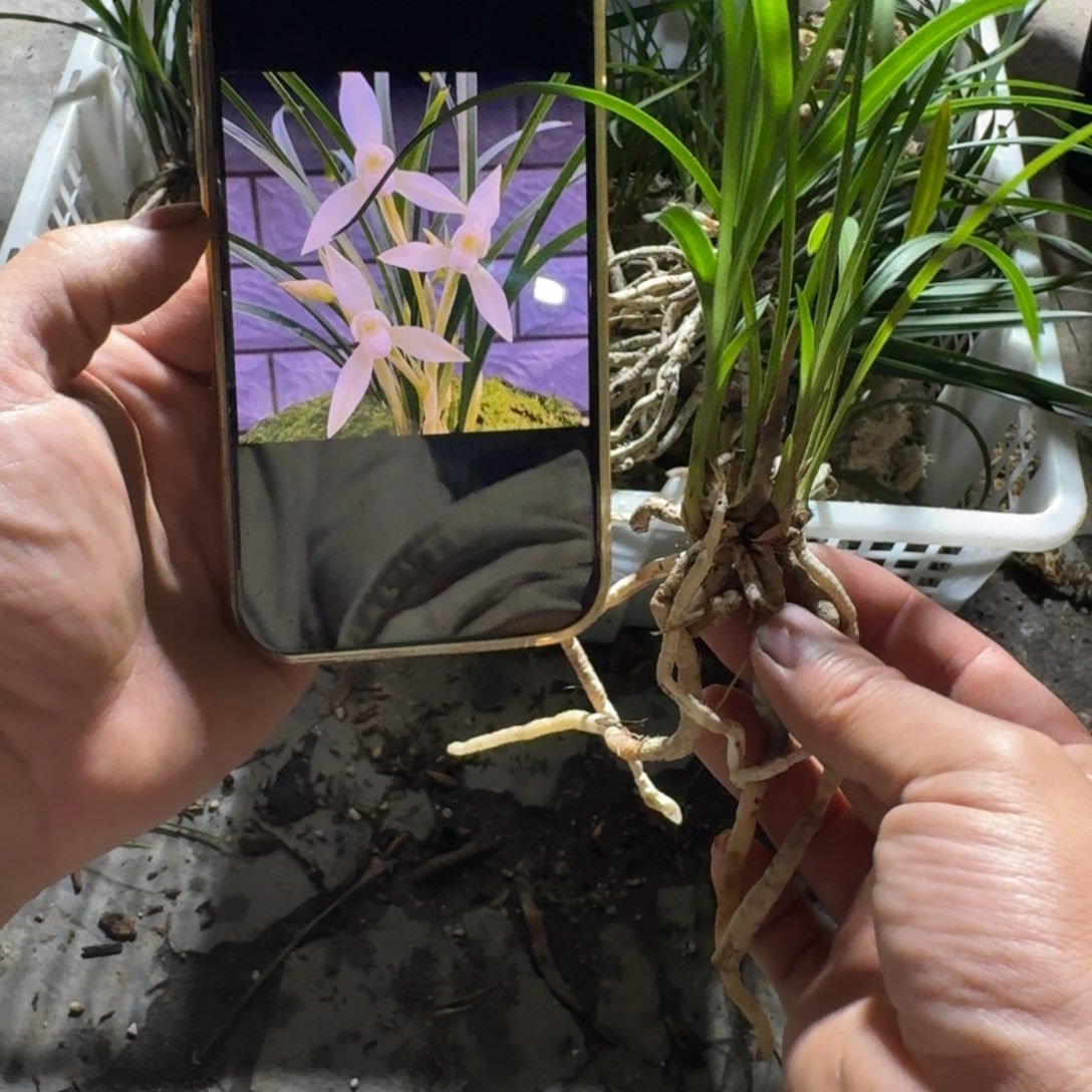 当前无花栽培后可以开花白素