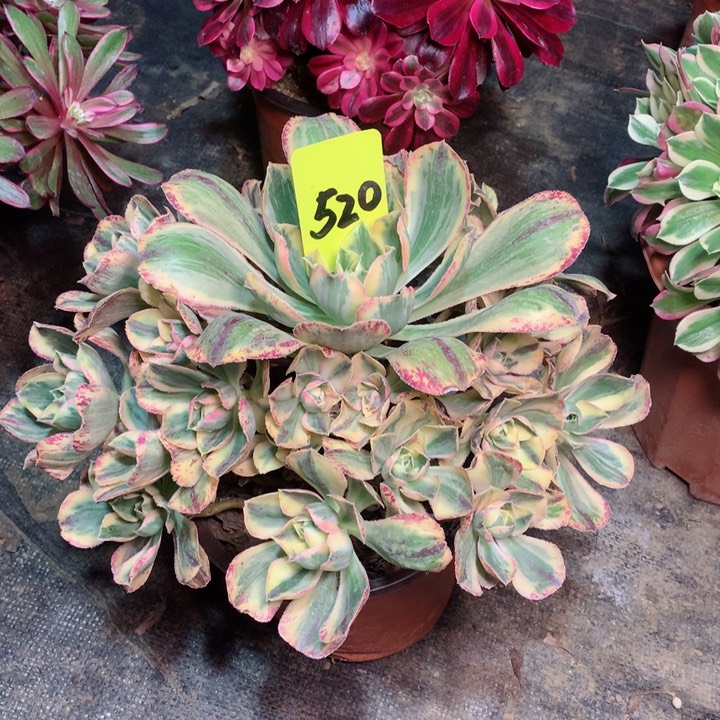 520青花瓷多肉111111