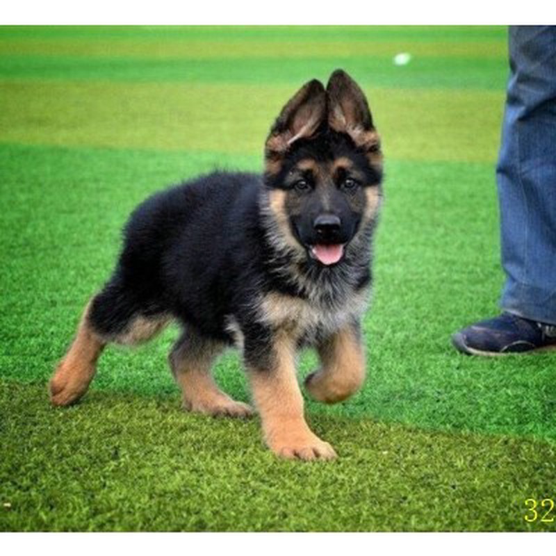 自贡纯种德牧犬德国牧羊犬警犬幼犬宠物狗活体家养犬东德弓背