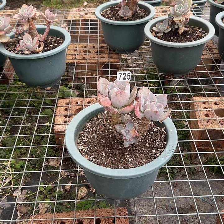 晓*725白凤脱土发货不退不换