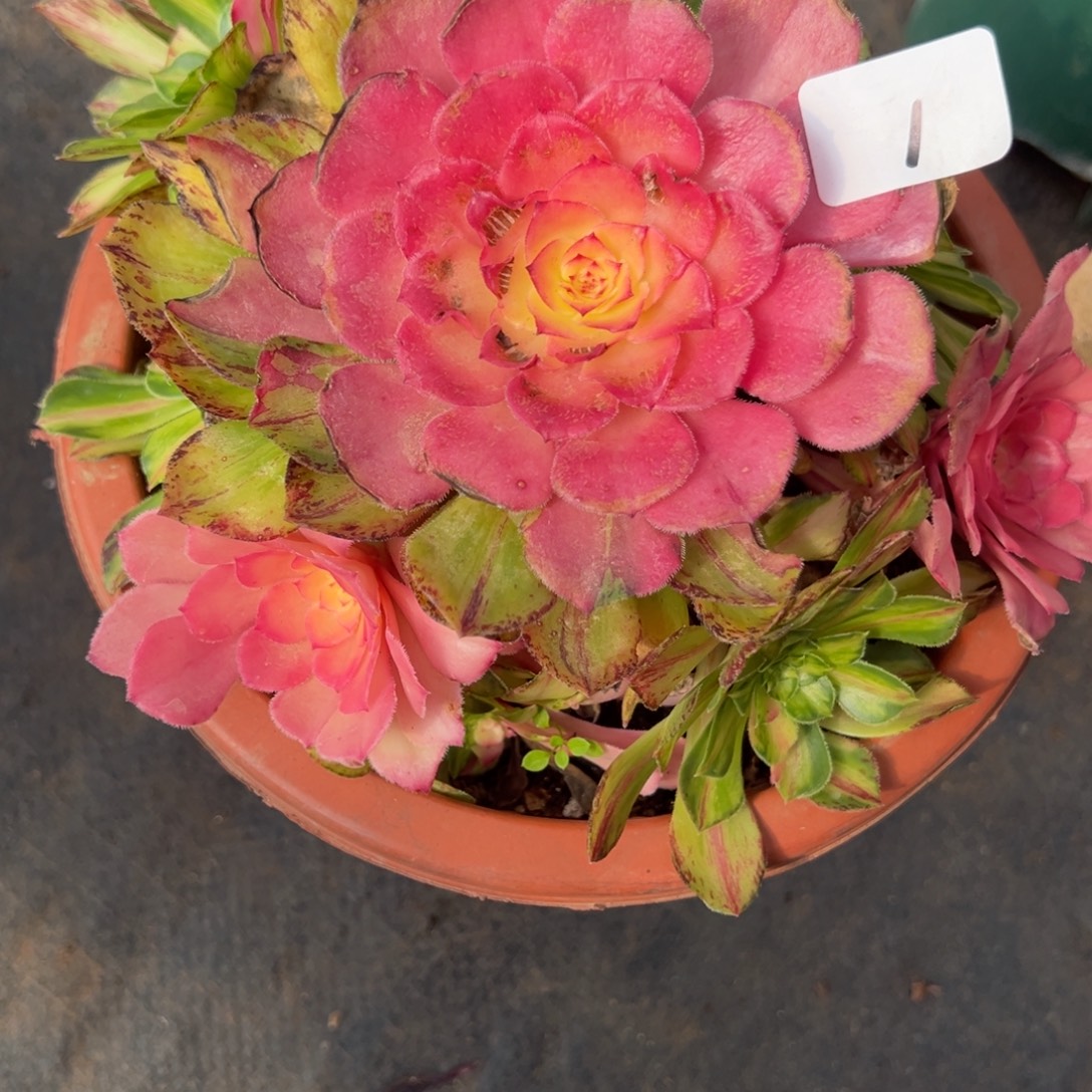 1知否多肉嘻嘻嘻多肉