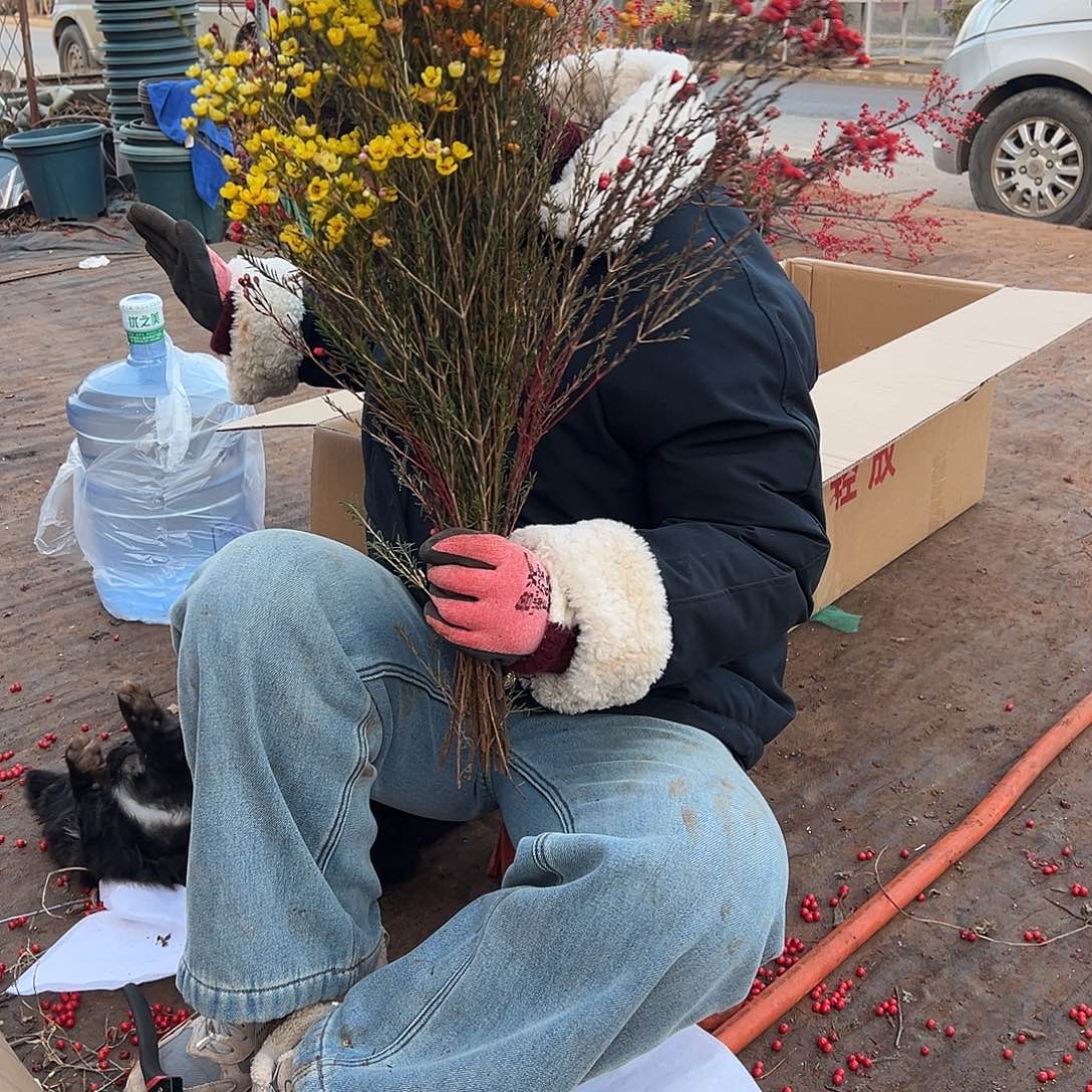 完全开放澳洲腊梅