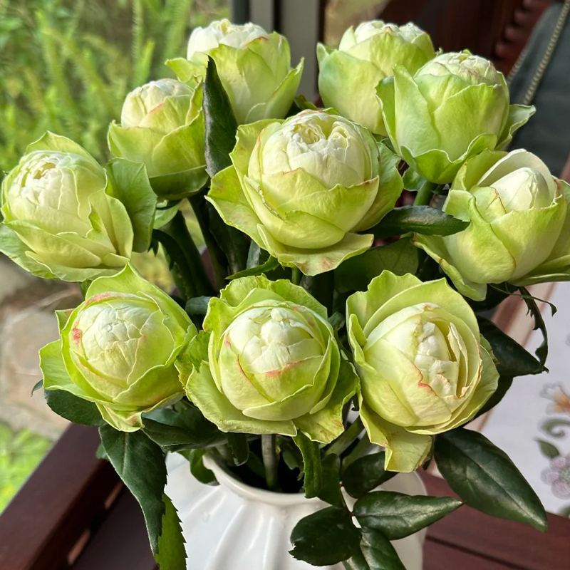 花莳园艺  1加扦插【白色卡哈拉/夏雨荷】月季花苗庭院花卉盆栽植物