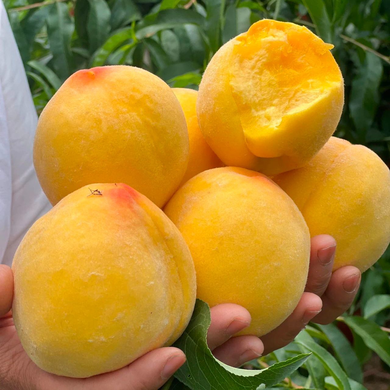 【顺丰明日到家】精品鹰嘴黄桃五斤 脆甜多汁 红星直发桃子同城送黄桃同城送湖北省