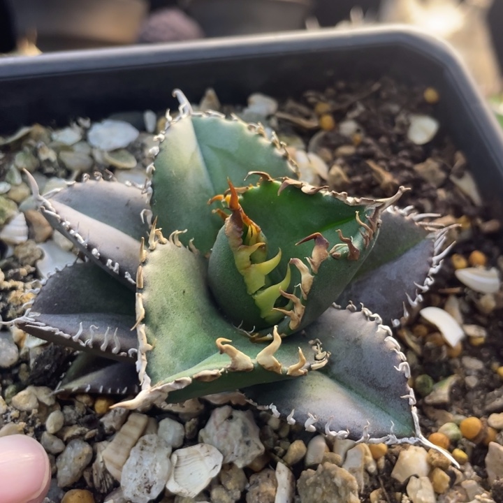 【闪购商品】灯养 红狮