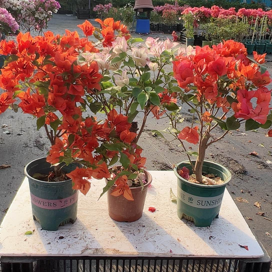 大部分花苞少量开放红桑巴，五宝，绿叶夕阳红组合