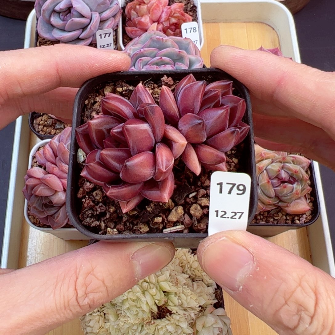 好好看179、哈哈哈哈