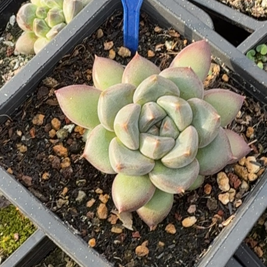 红象牙一物一拍185