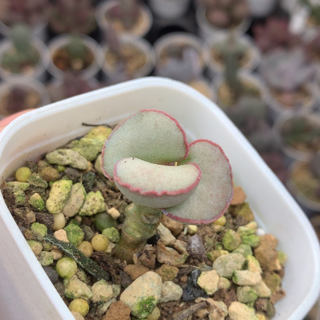白蛋木质桩 一物一拍