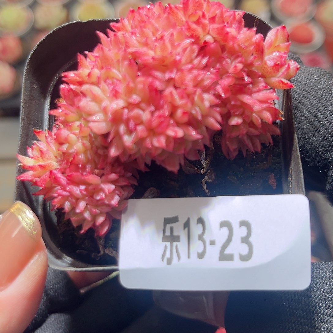 乐13-23 火焰杯缀化