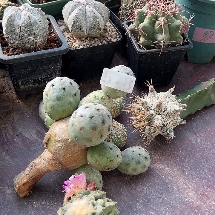 3***2仙人球578号仙人球