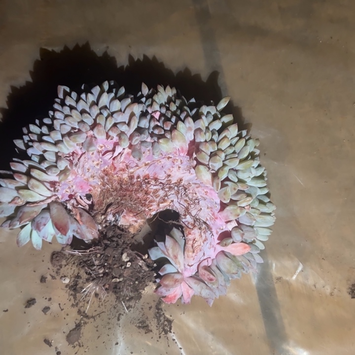 星影 老桩 夏鸣园艺