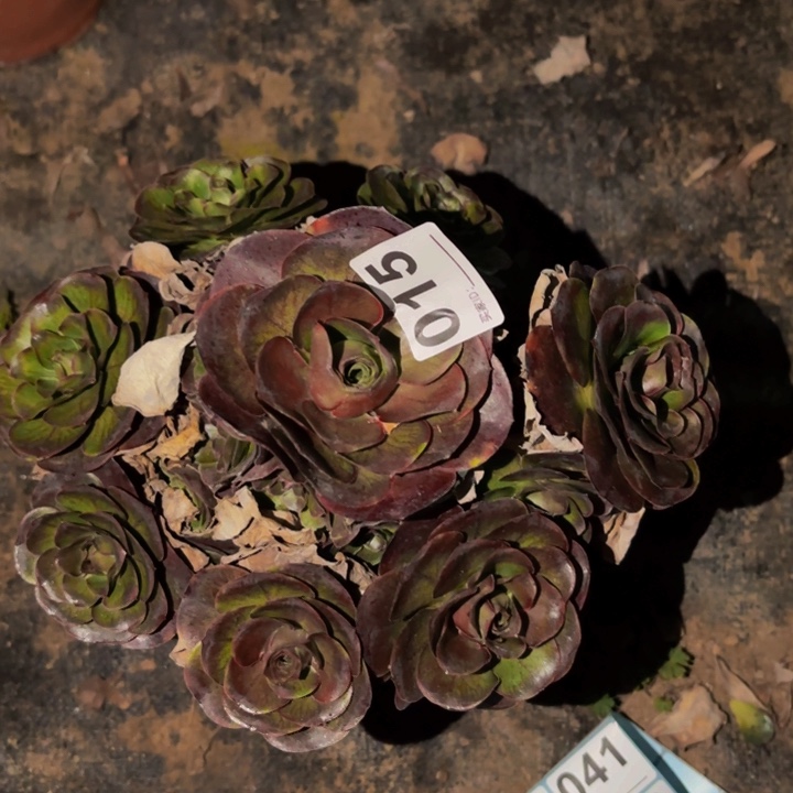 015魅金多肉植物不售后