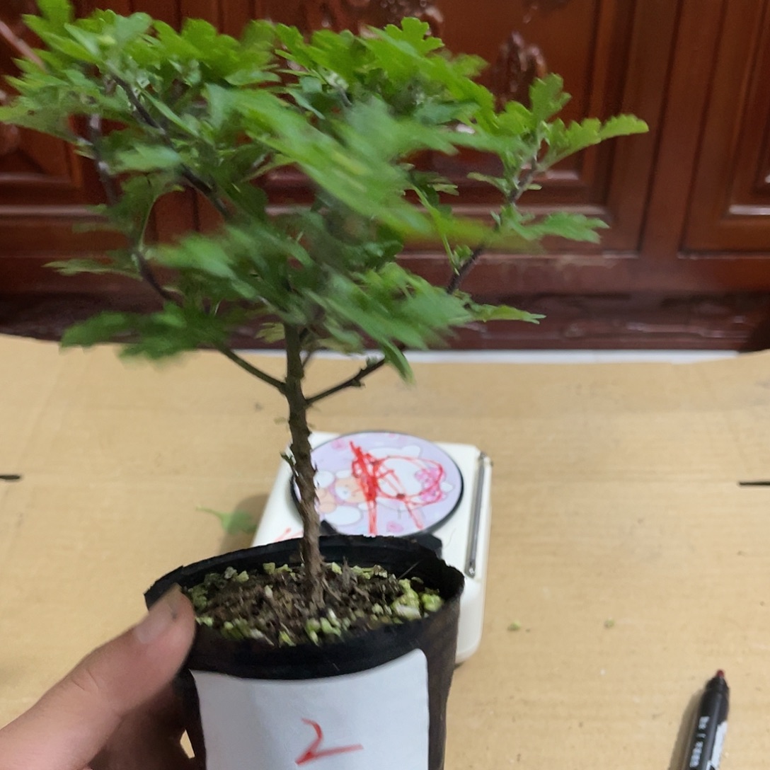 当前无花朵，栽培后可花朵2号