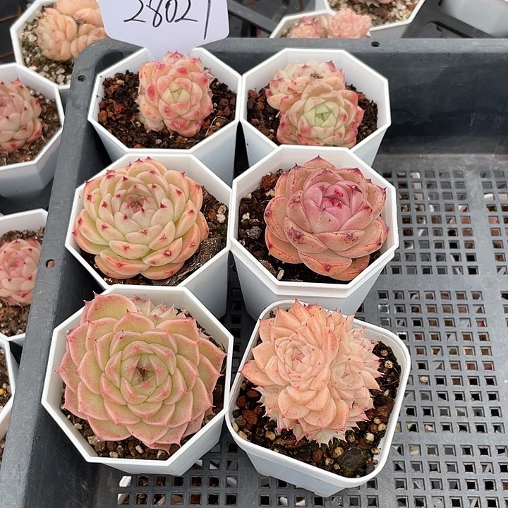 薇薇安园艺多肉28027