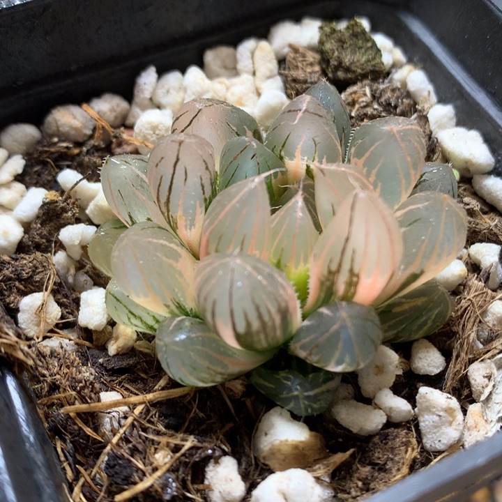 霓虹灯玉露锦带盆土发货