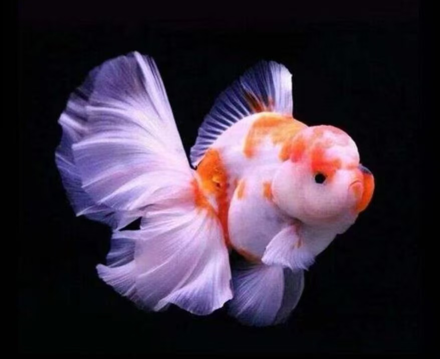 冷水淡水好养耐活的百褶泰狮金鱼观赏鱼寓意招财