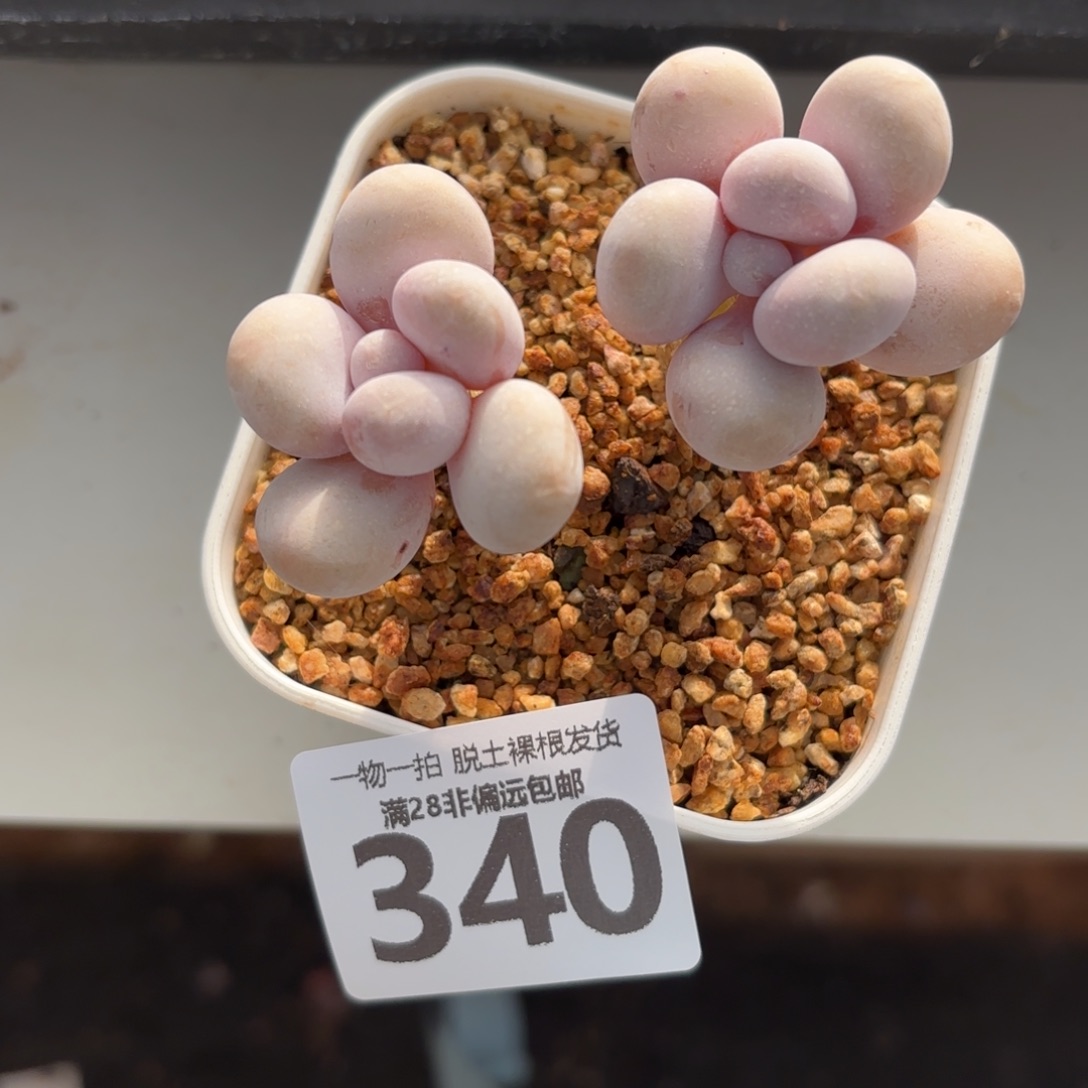 奶酪老桩无盆土发货