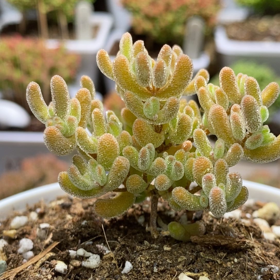 冰晶杂橙枝干番杏A685