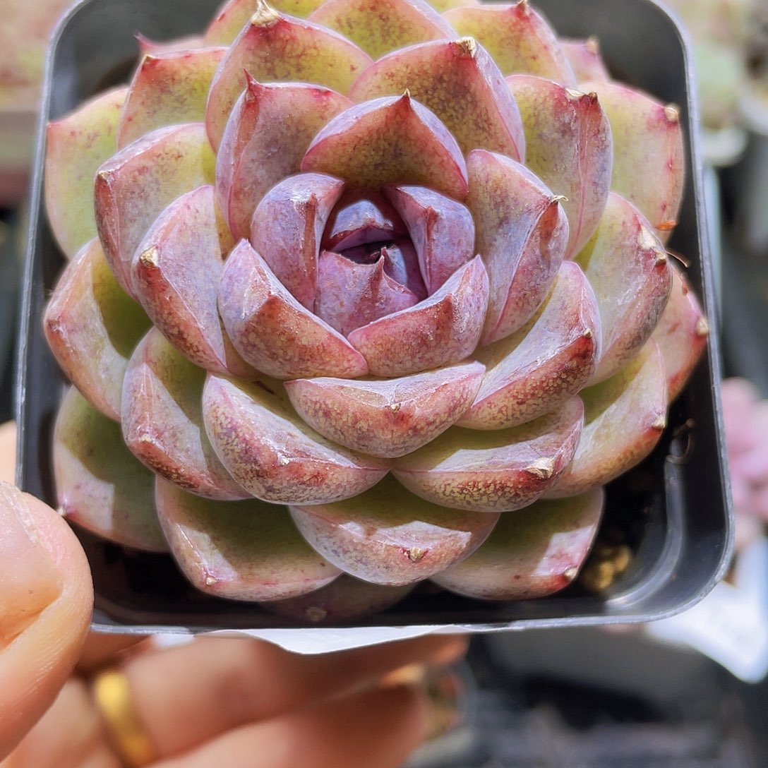 113 精品多肉一物一拍