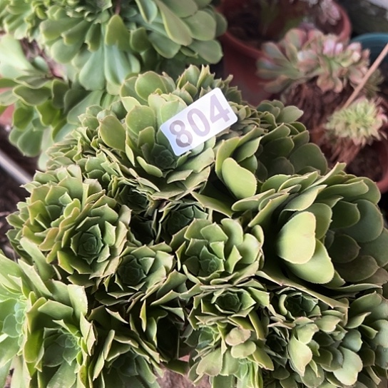 爱***姐多肉植物一个绿玫瑰804