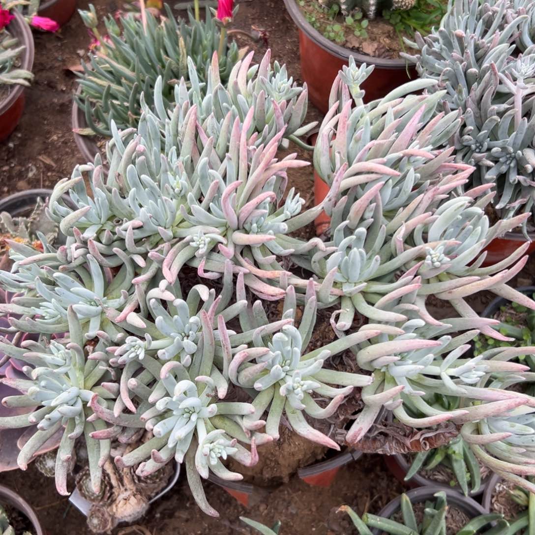 多肉植物爱杜丽丝