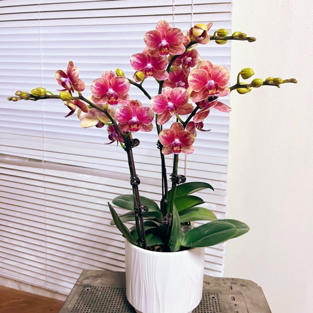 蝴蝶兰【金蝶】 高端礼花 室内花花 新手好养 带花带花苞2苗3花剑