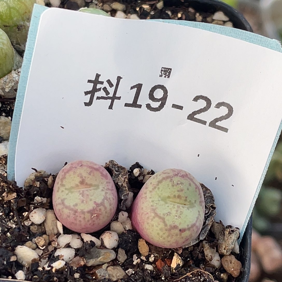 19-22猴多肉植物肉锥
