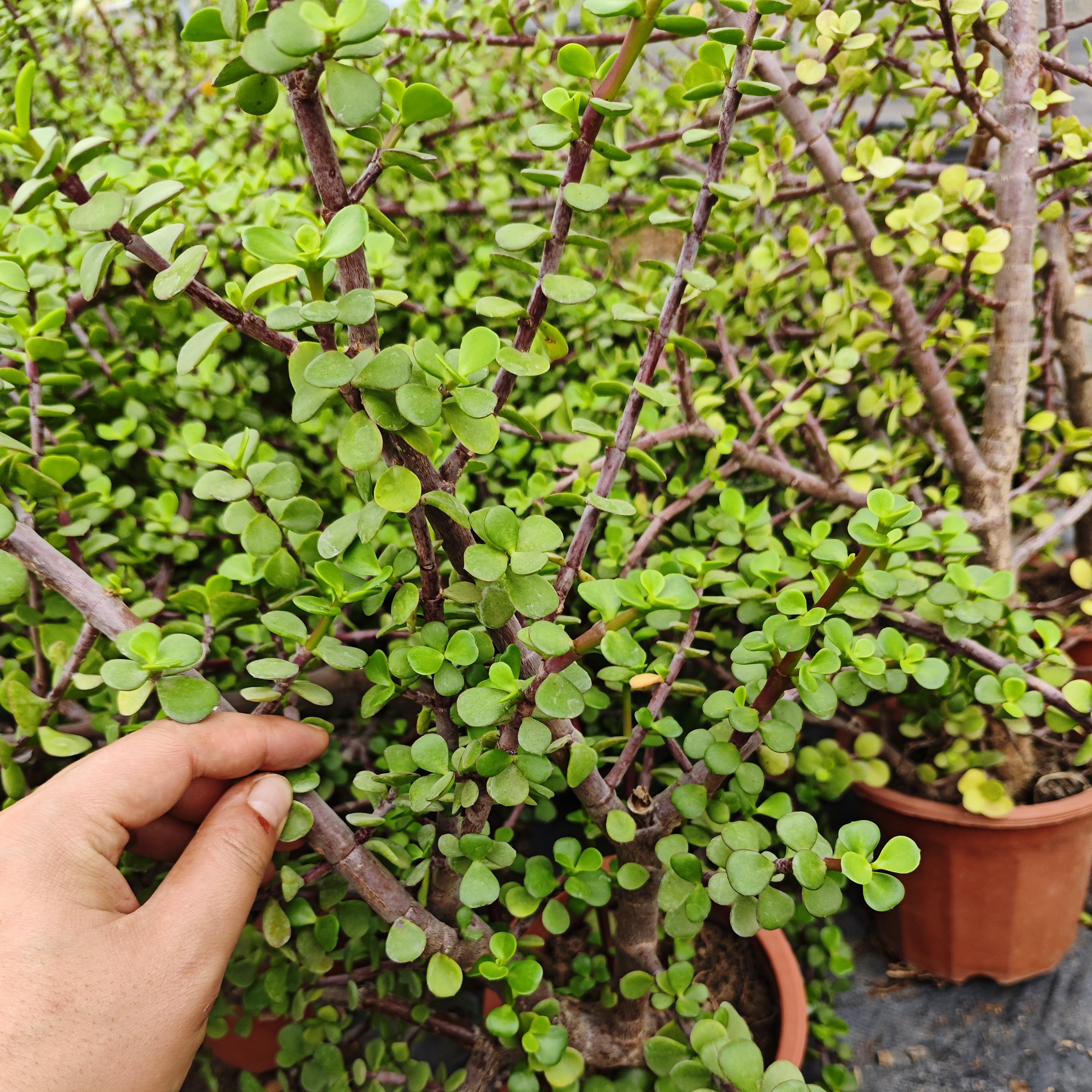 一物一拍金枝玉叶