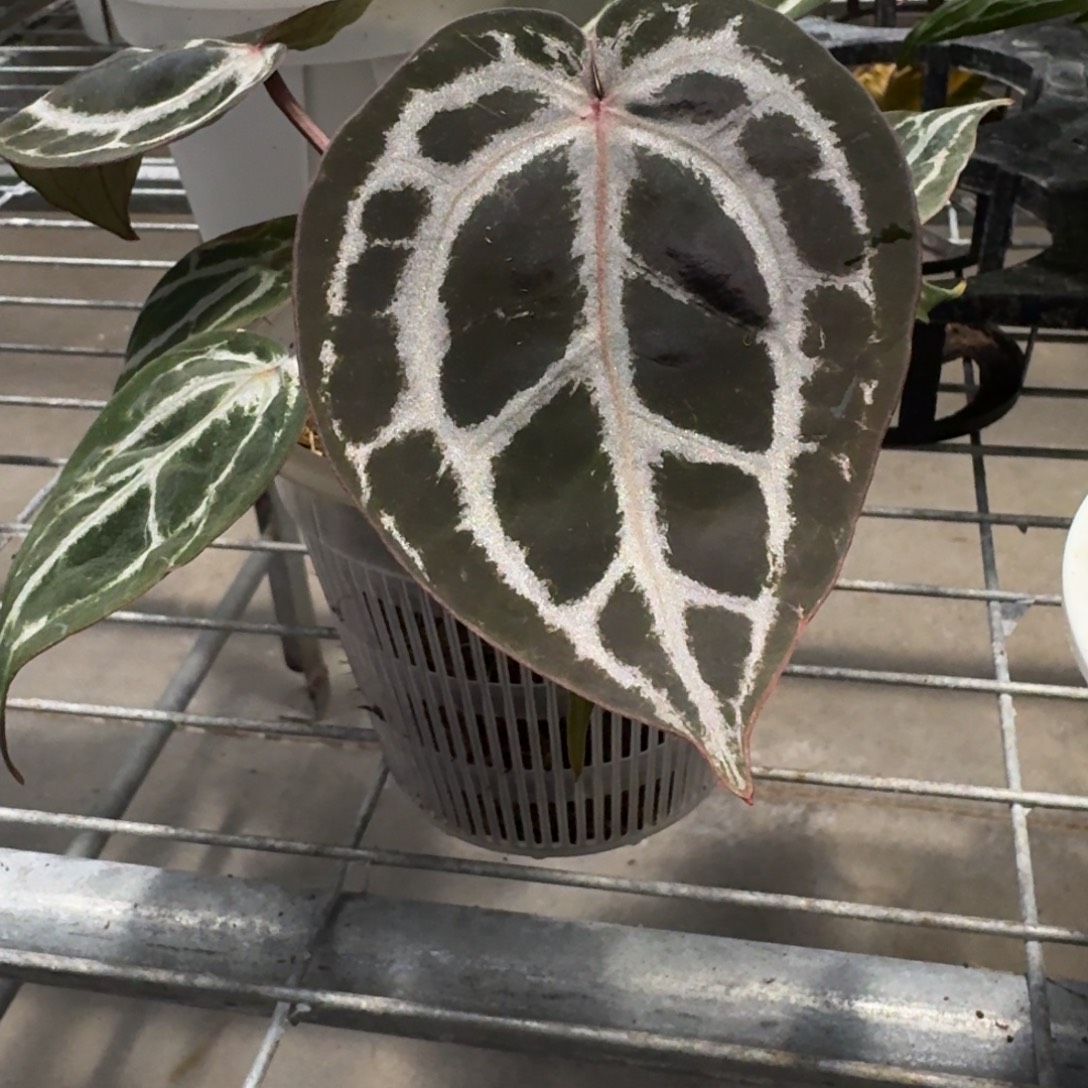 不开花植物Nse 红水晶 印尼产