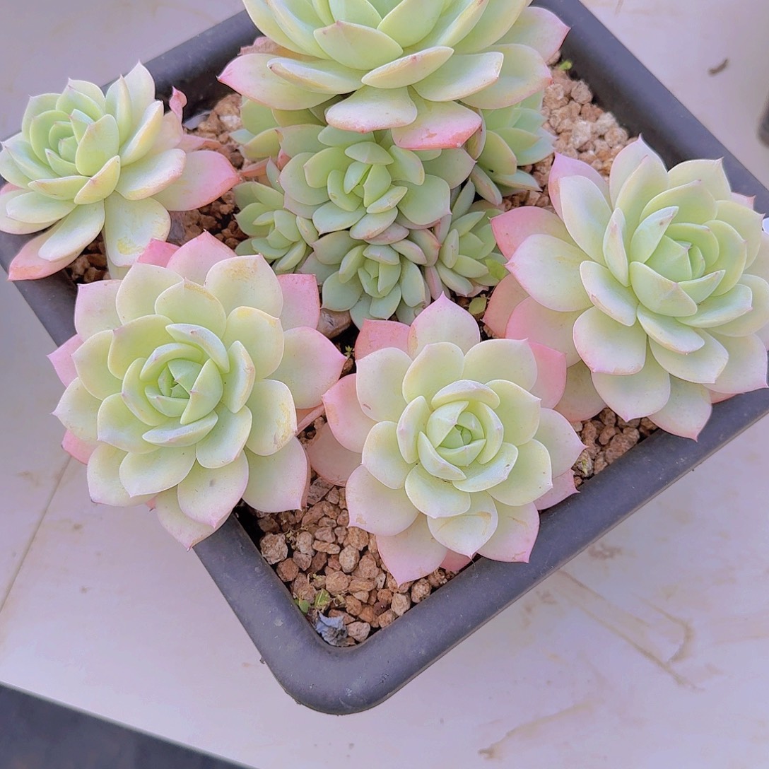 2474恋曲多肉植物