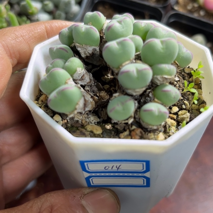 可爱多肉群生口迪014