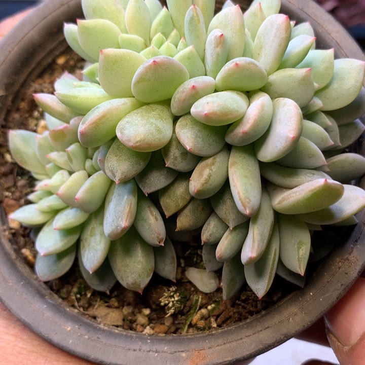 梦露缀化8cm左右发