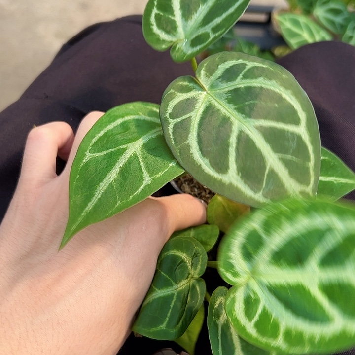 闲***斋完全开放一物一拍R71